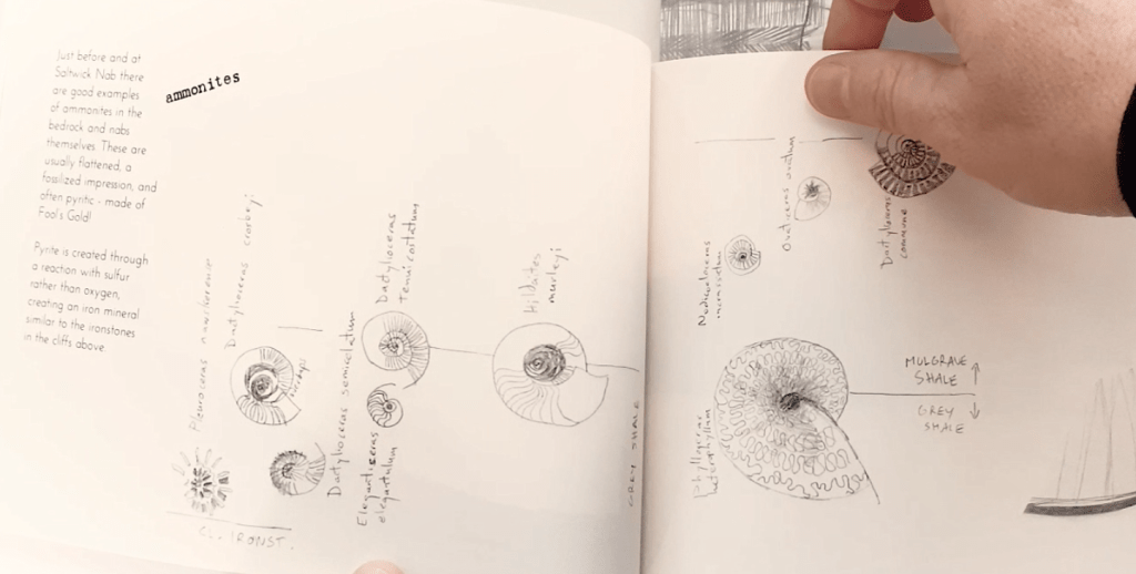 Artist sketchbook with drawings of ammonites